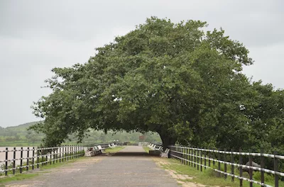 Dosvada dam