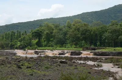 Mahal forest
