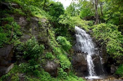 Mahal forest