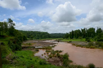 Mahal forest