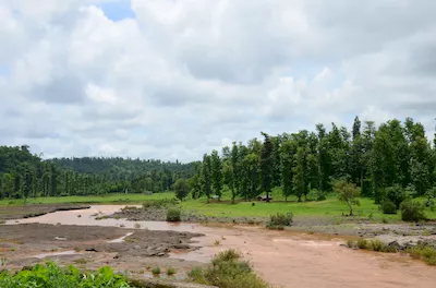 Mahal forest