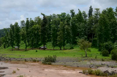 Mahal forest