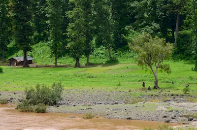 Mahal forest