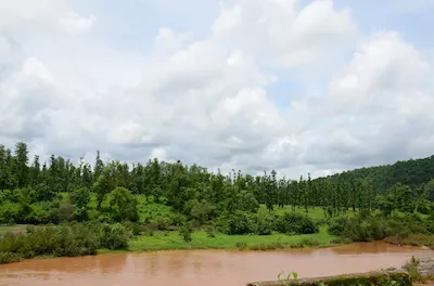 Mahal forest