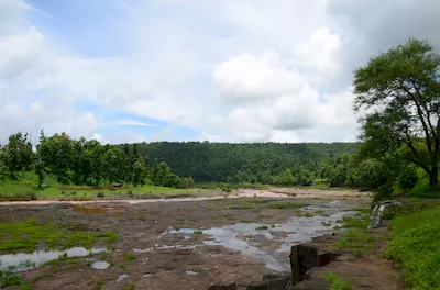 Mahal forest