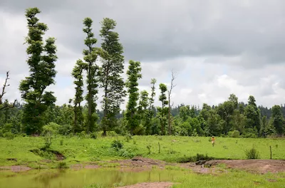 Mahal forest