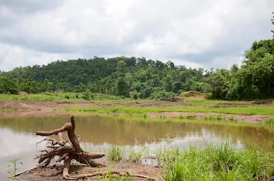 Mahal forest