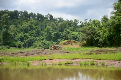 Mahal forest