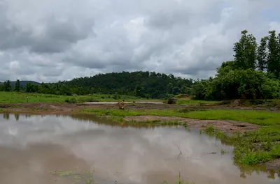 Mahal forest