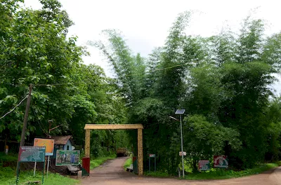 Mahal forest