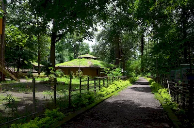 Mahal forest