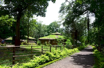 Mahal forest
