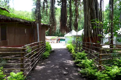 Mahal forest