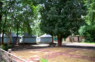 Mahal forest