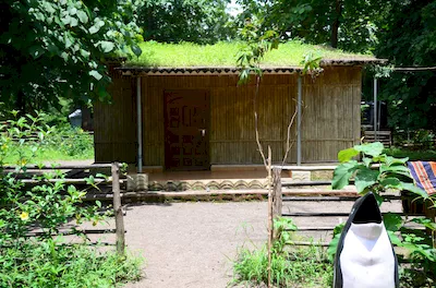 Mahal forest
