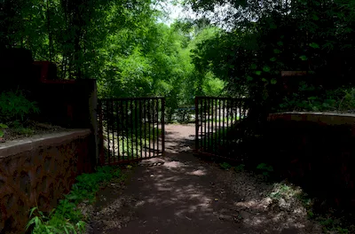 Mahal forest