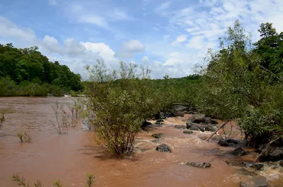 Mahal forest