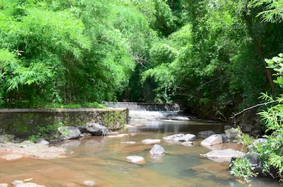 Mahal forest