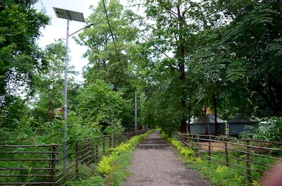 Mahal forest