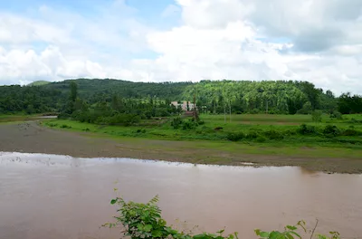 Mahal forest